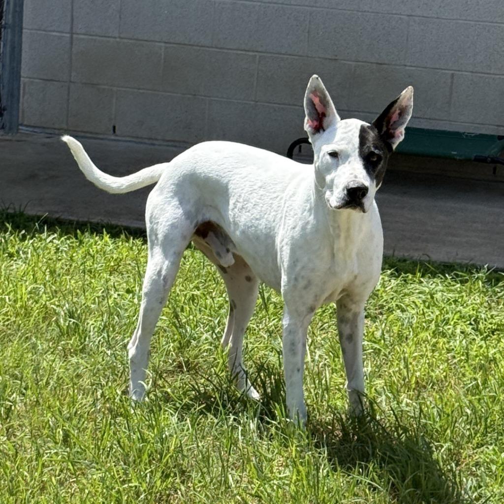 Oakley, a Adoptable mixed breed in Brenham, TX image 3/6