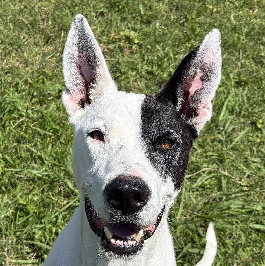 Oakley, a Adoptable mixed breed in Brenham, TX image 1/6