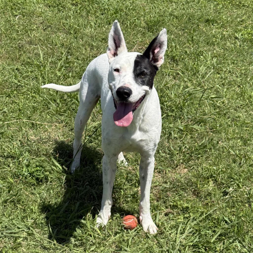 Oakley, a Adoptable mixed breed in Brenham, TX image 6/6