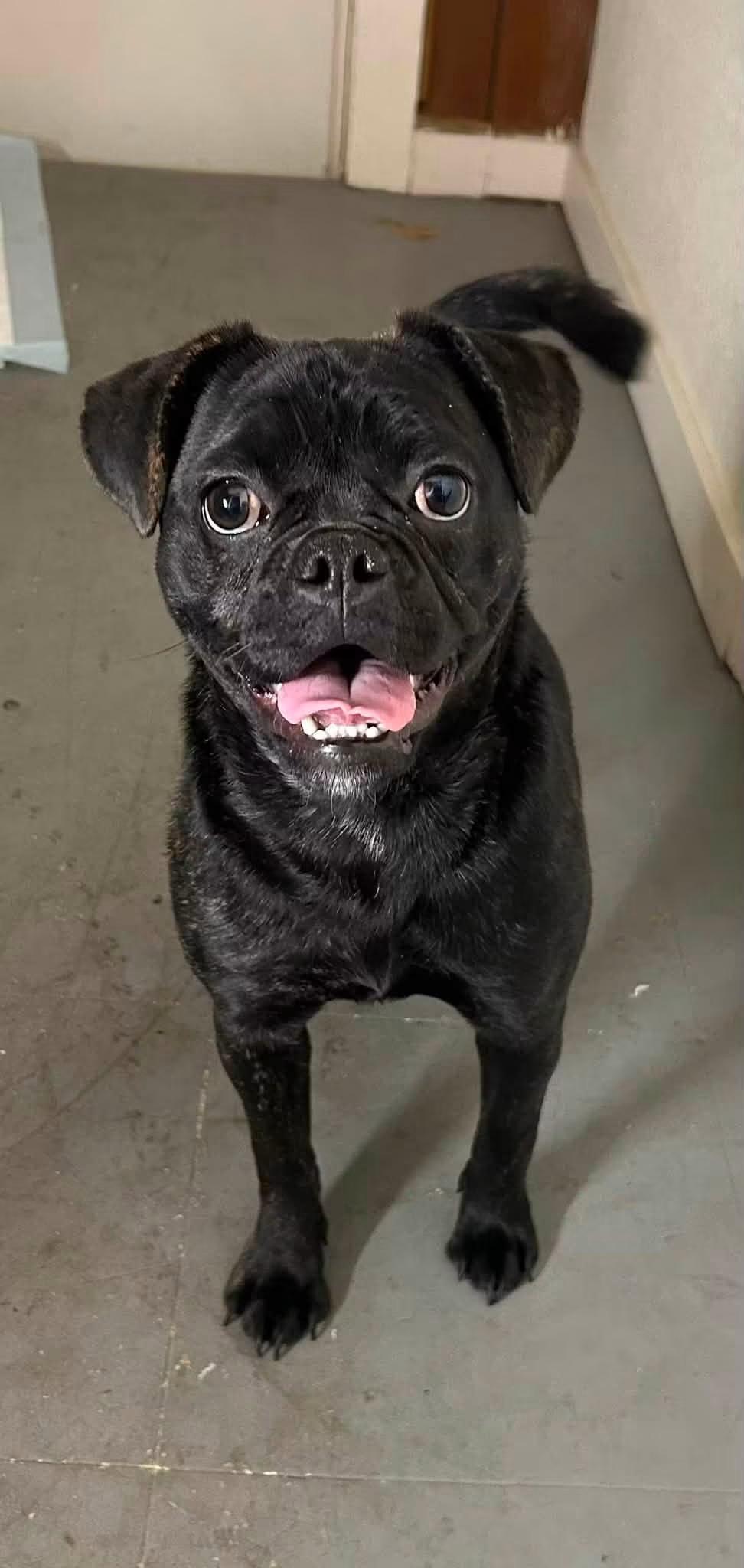 Billie Jean, a Adoptable mixed breed in Discovery Bay, CA image 1/2