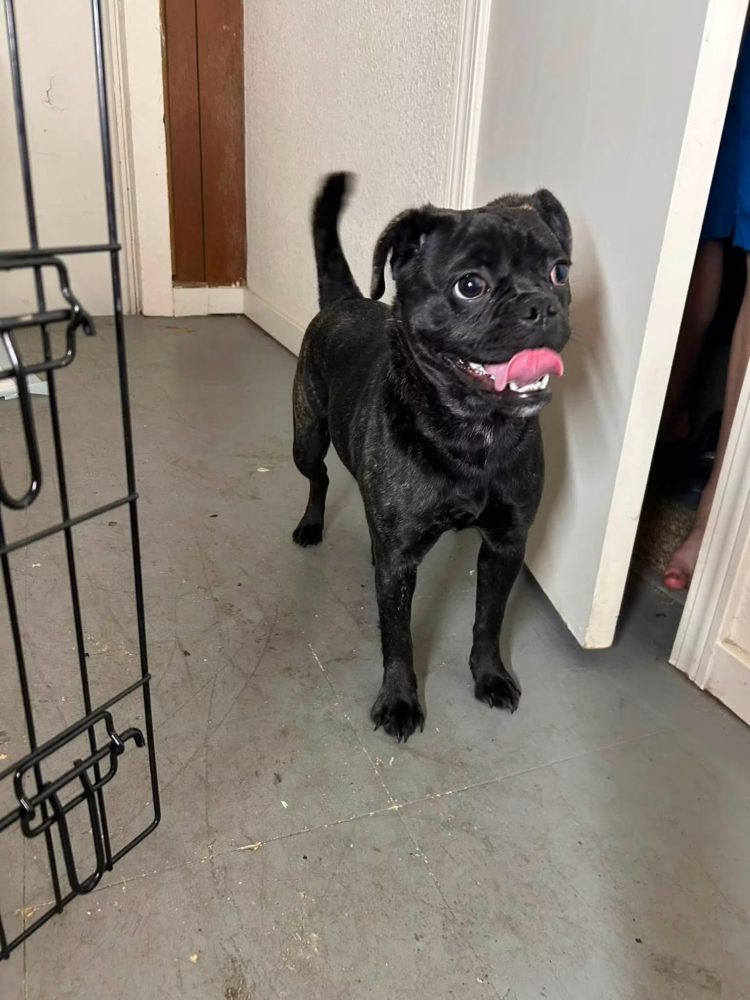 Billie Jean, a Adoptable mixed breed in Discovery Bay, CA image 2/2