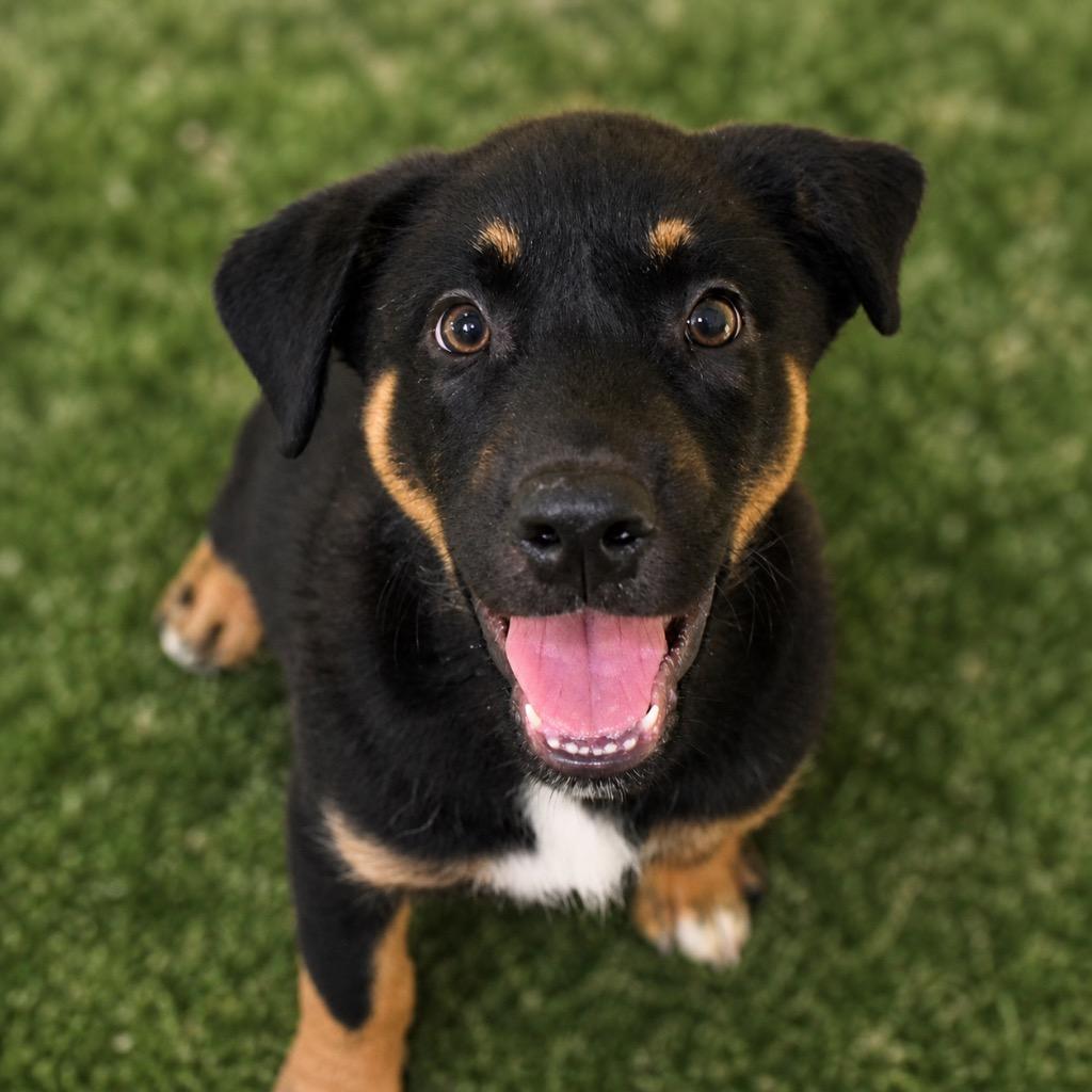 Bindi, Adopted, Puppy Female Australian Shepherd & Labrador Retriever.