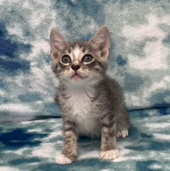 Enlarge Wobbles, a Adopted Domestic Short Hair in Benld, IL image 1/1