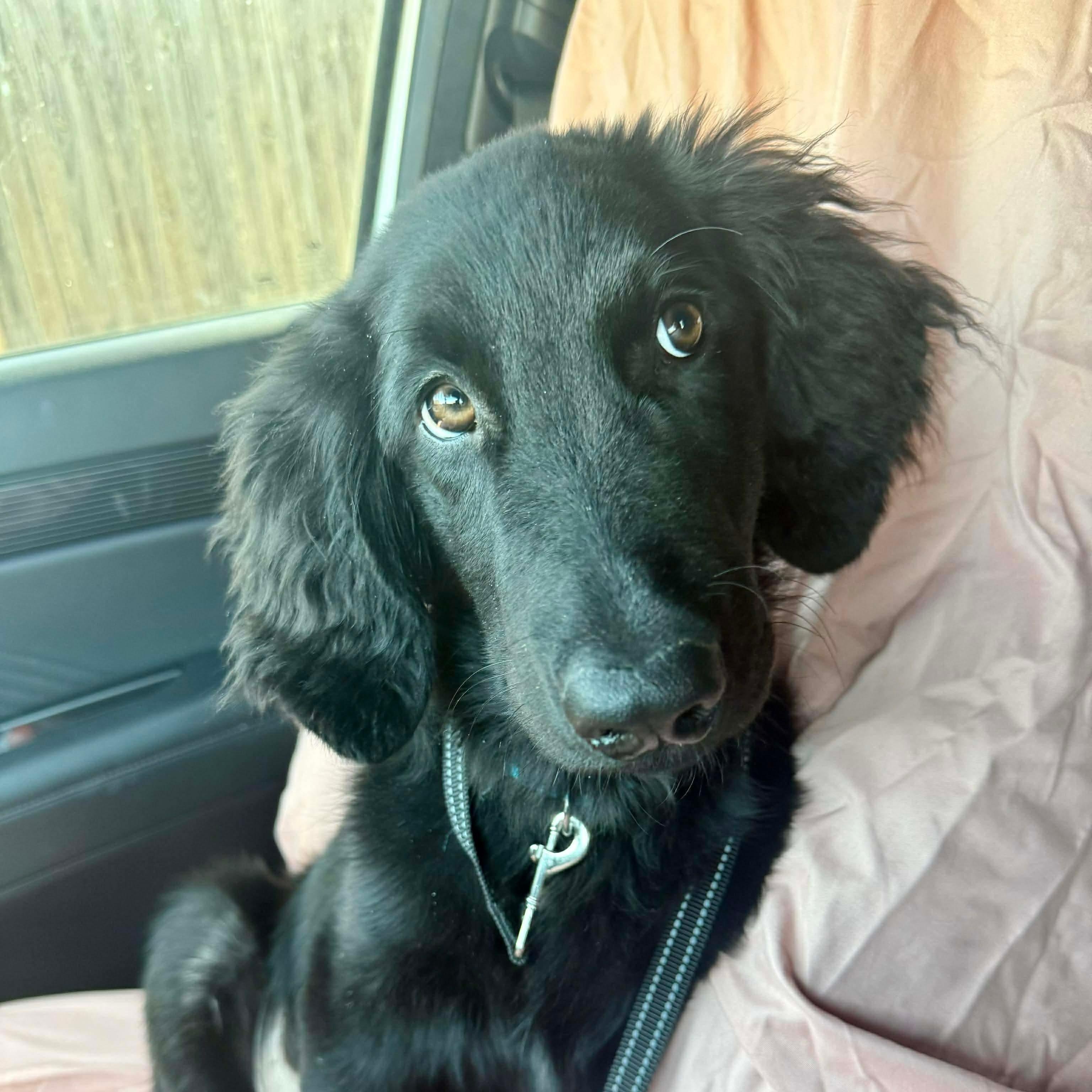 Bear, adopted, Puppy Male Golden Retriever & German Shepherd Dog.