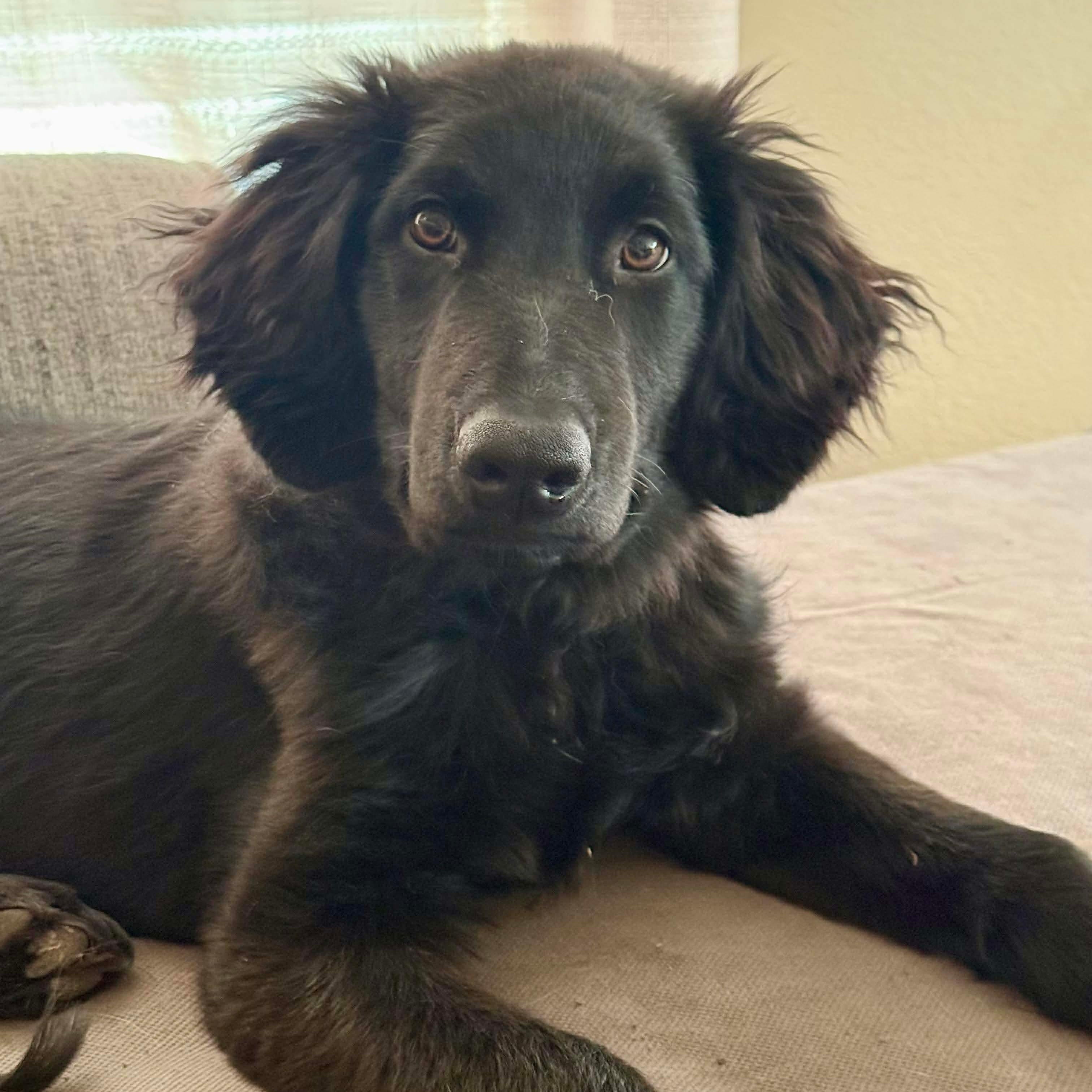 Enlarge Bear, an adopted mixed breed in Austin, TX image 2/4