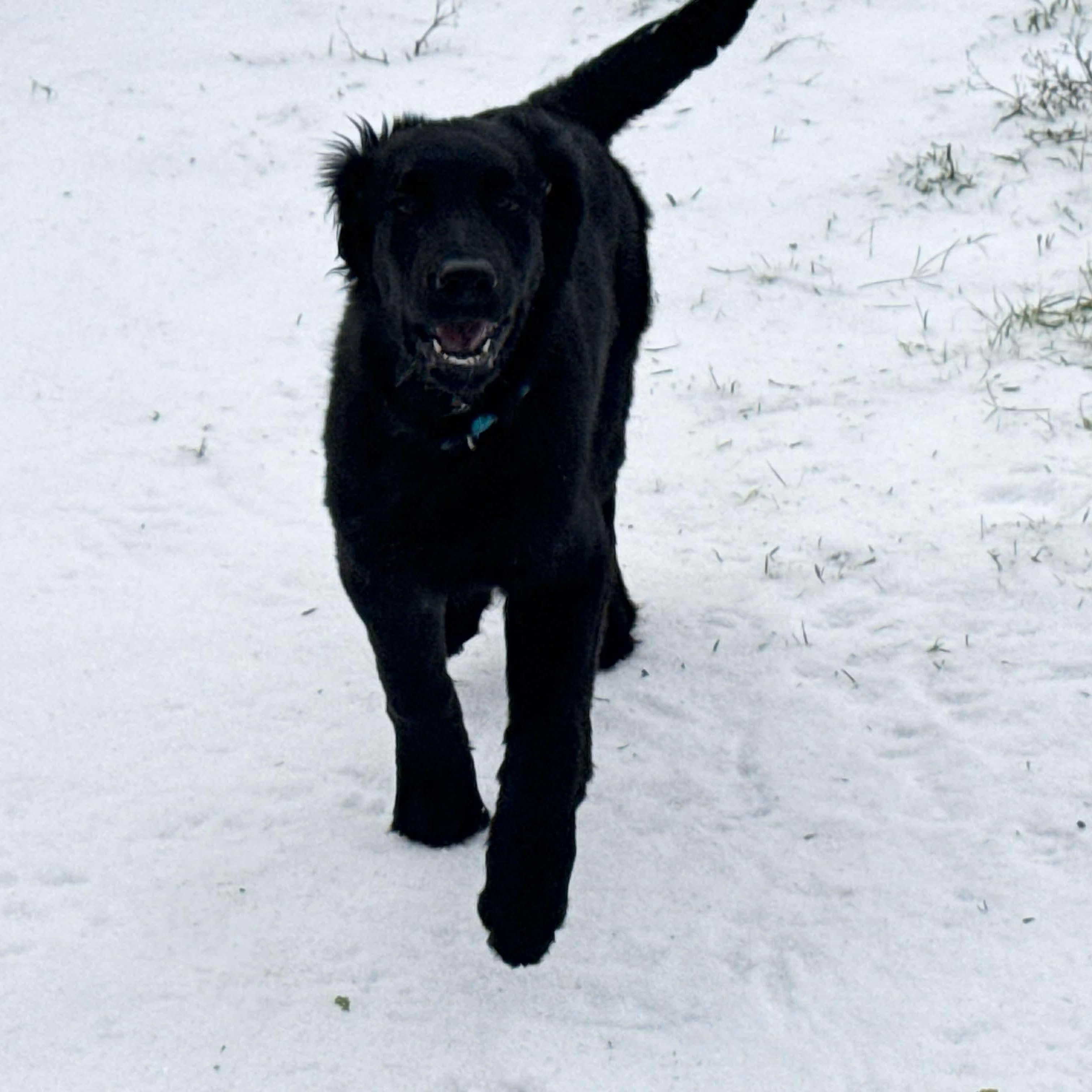 Enlarge Bear, an adopted mixed breed in Austin, TX image 4/4