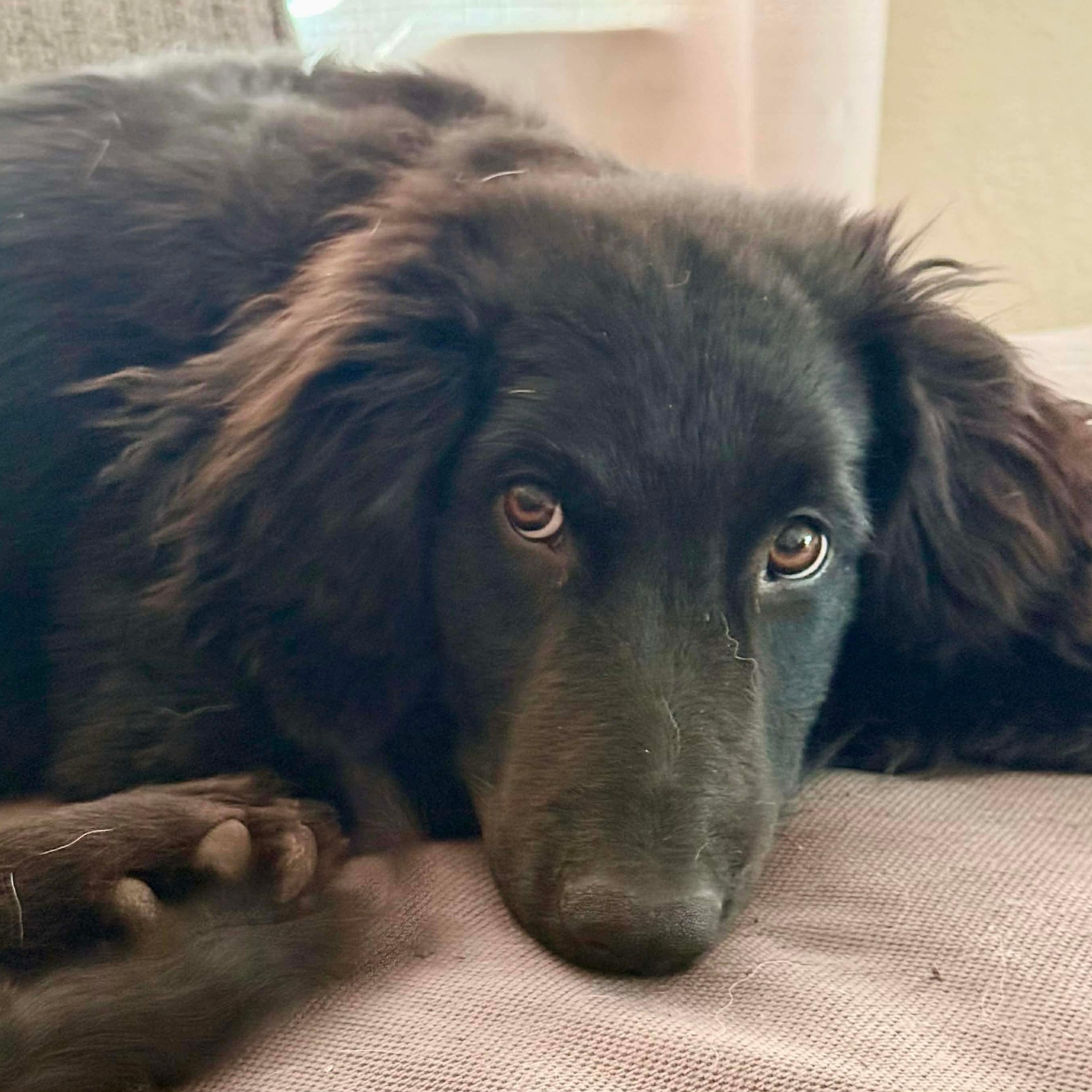 Enlarge Bear, an adopted mixed breed in Austin, TX image 3/4