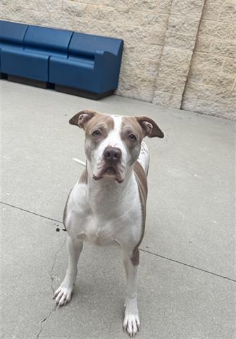 JENNIFER COOLIDGE, Adoptable, Adult Female Pit Bull Terrier.