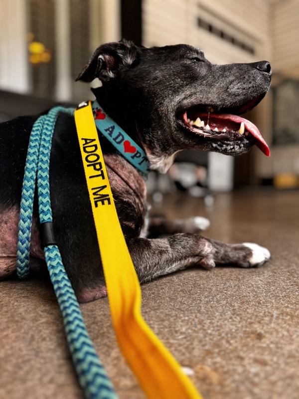 Julia, a Adoptable mixed breed in Canton, GA image 1/6