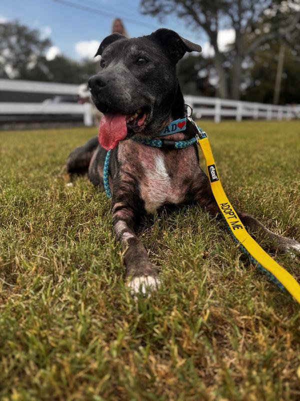 Julia, a Adoptable mixed breed in Canton, GA image 2/6