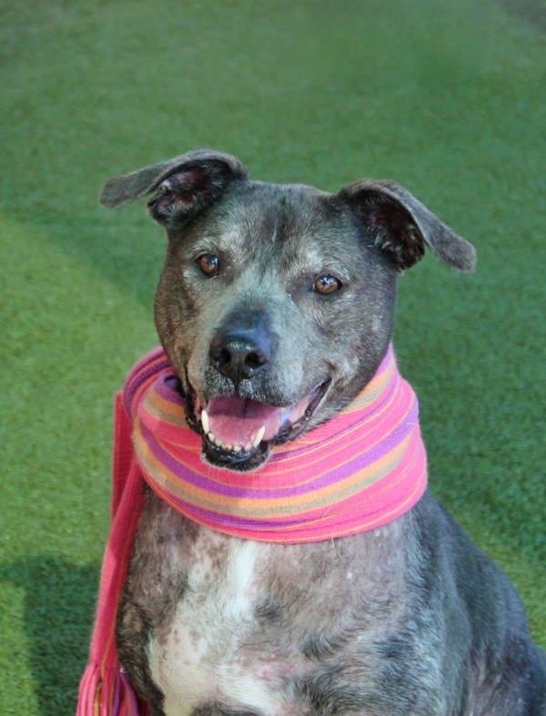 Julia, a Adoptable mixed breed in Canton, GA image 3/6