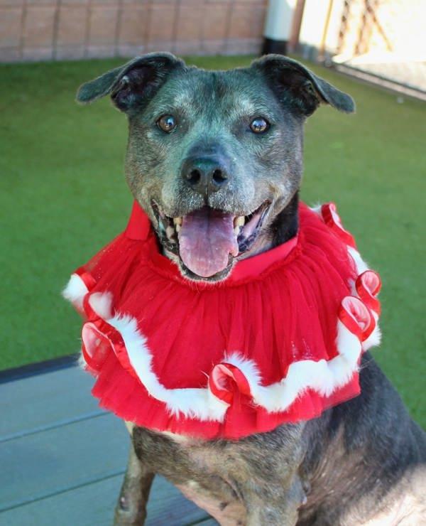 Julia, a Adoptable mixed breed in Canton, GA image 4/6