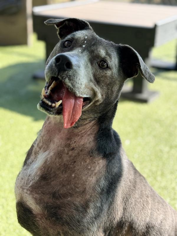 Julia, a Adoptable mixed breed in Canton, GA image 5/6