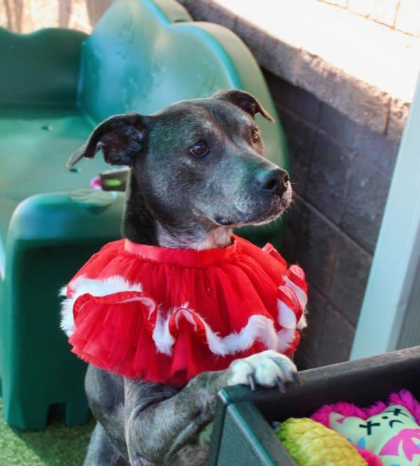 Julia, a Adoptable mixed breed in Canton, GA image 6/6