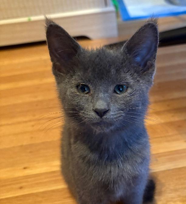 Miranda ADOPTION PENDING, Adoptable, Young Female Domestic Short Hair.