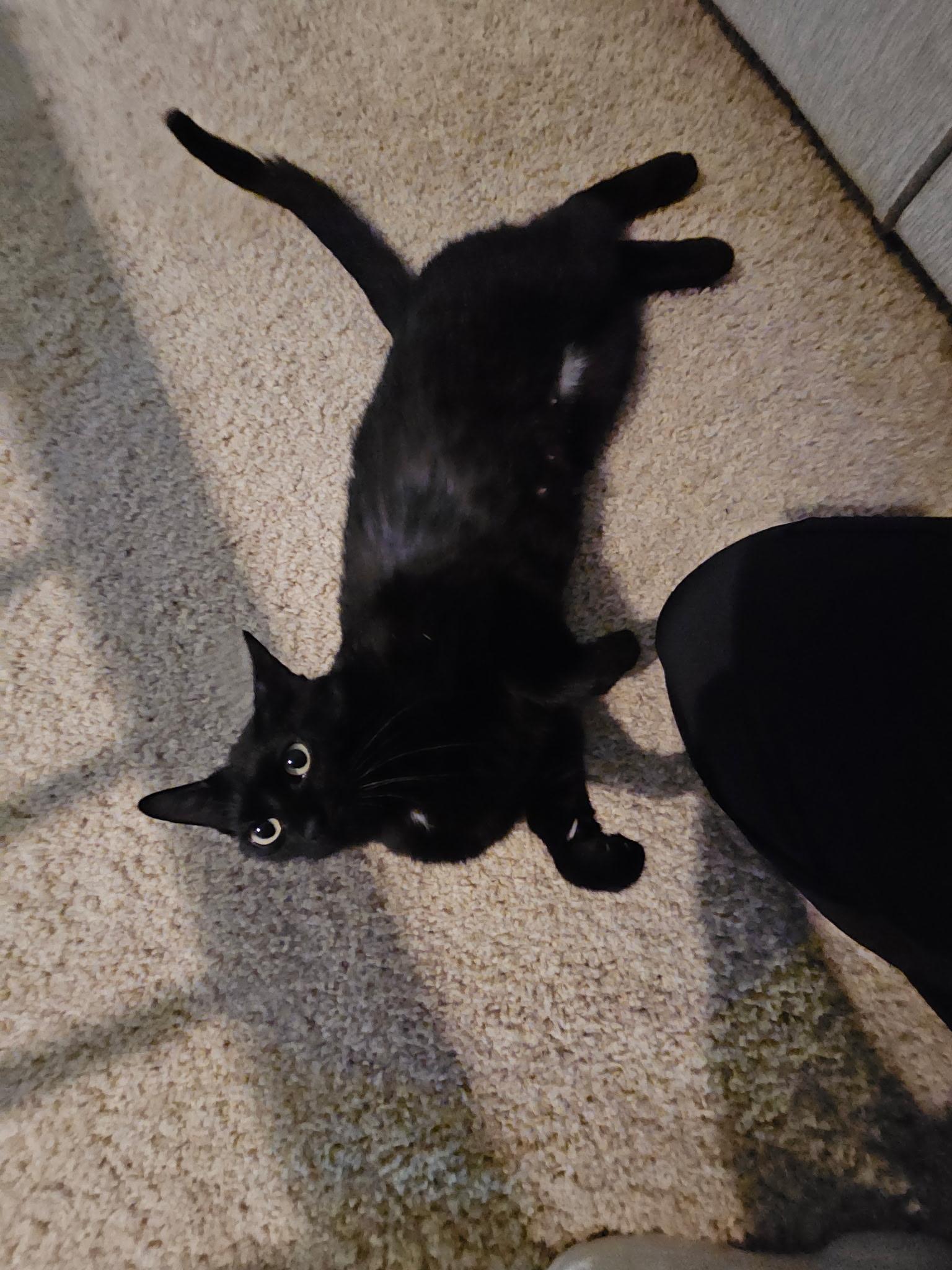 Willow, adopted, Adult Female American Shorthair.