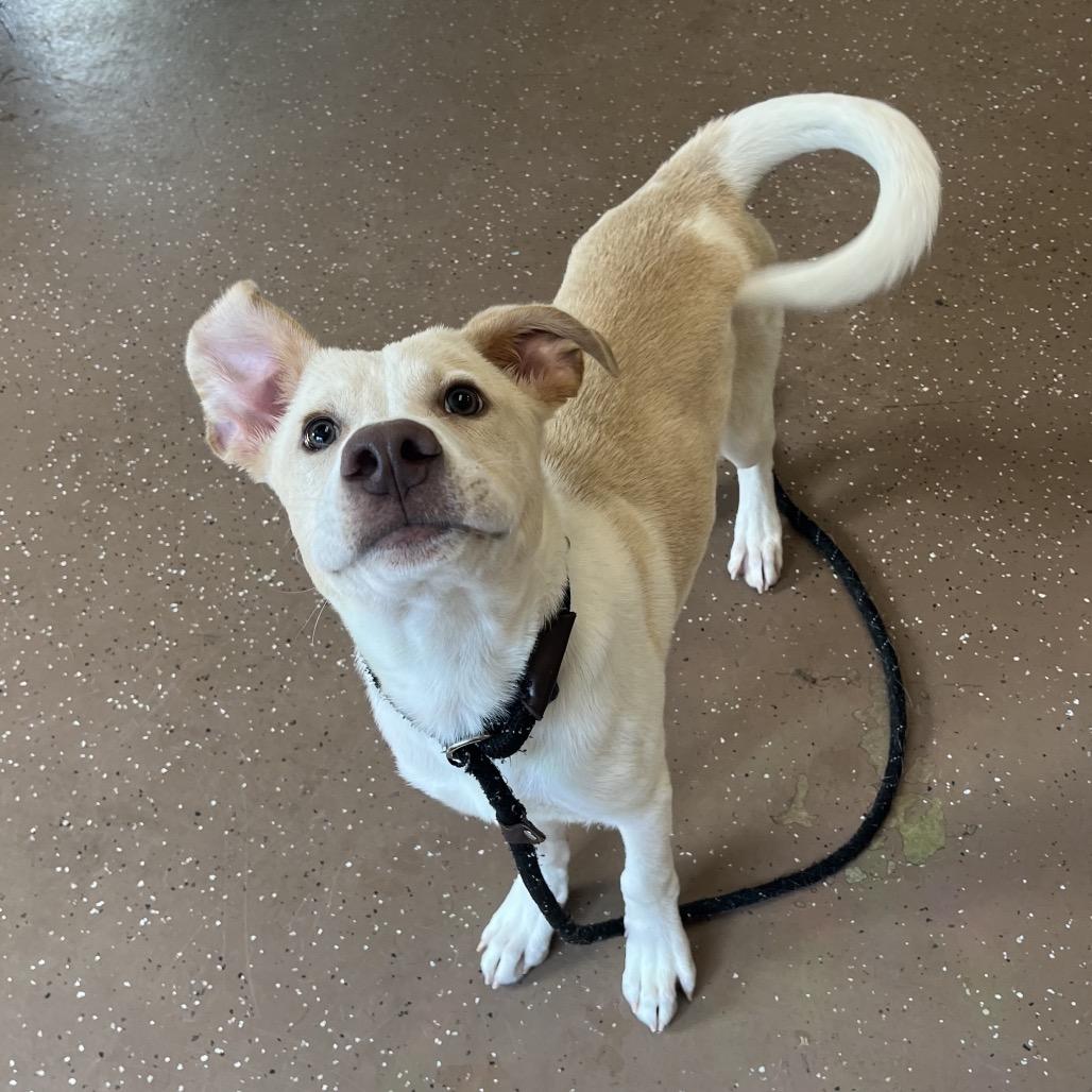Theo, Adoptable, Puppy Male Yellow Labrador Retriever.