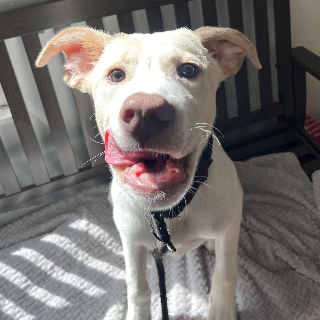 Enlarge Theo, a Adoptable Yellow Labrador Retriever in Belleville, IL image 2/6