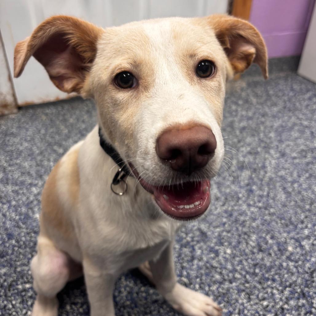 Enlarge Theo, a Adoptable Yellow Labrador Retriever in Belleville, IL image 3/6