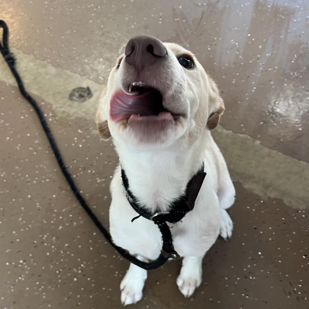 Enlarge Theo, a Adoptable Yellow Labrador Retriever in Belleville, IL image 4/6