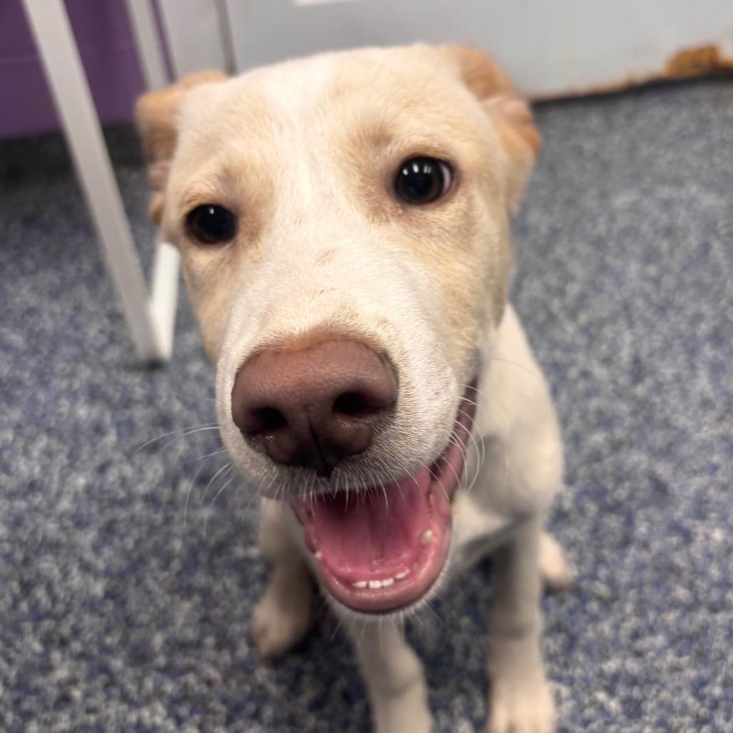 Enlarge Theo, a Adoptable Yellow Labrador Retriever in Belleville, IL image 5/6