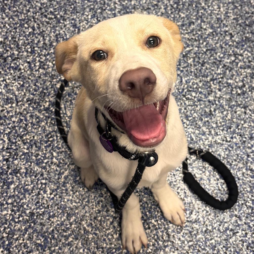 Enlarge Theo, a Adoptable Yellow Labrador Retriever in Belleville, IL image 6/6