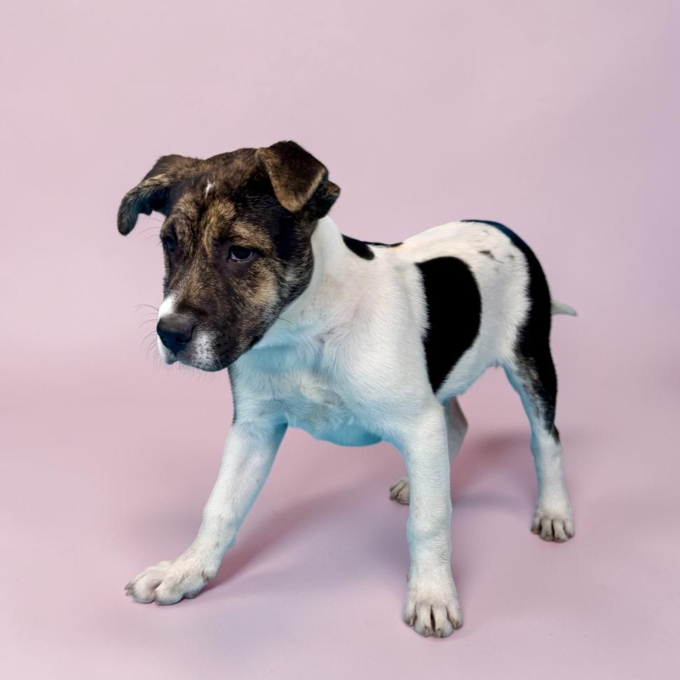 Enlarge Sonora, a ADOPTABLE Mixed Breed in Alvin, TX image 3/4