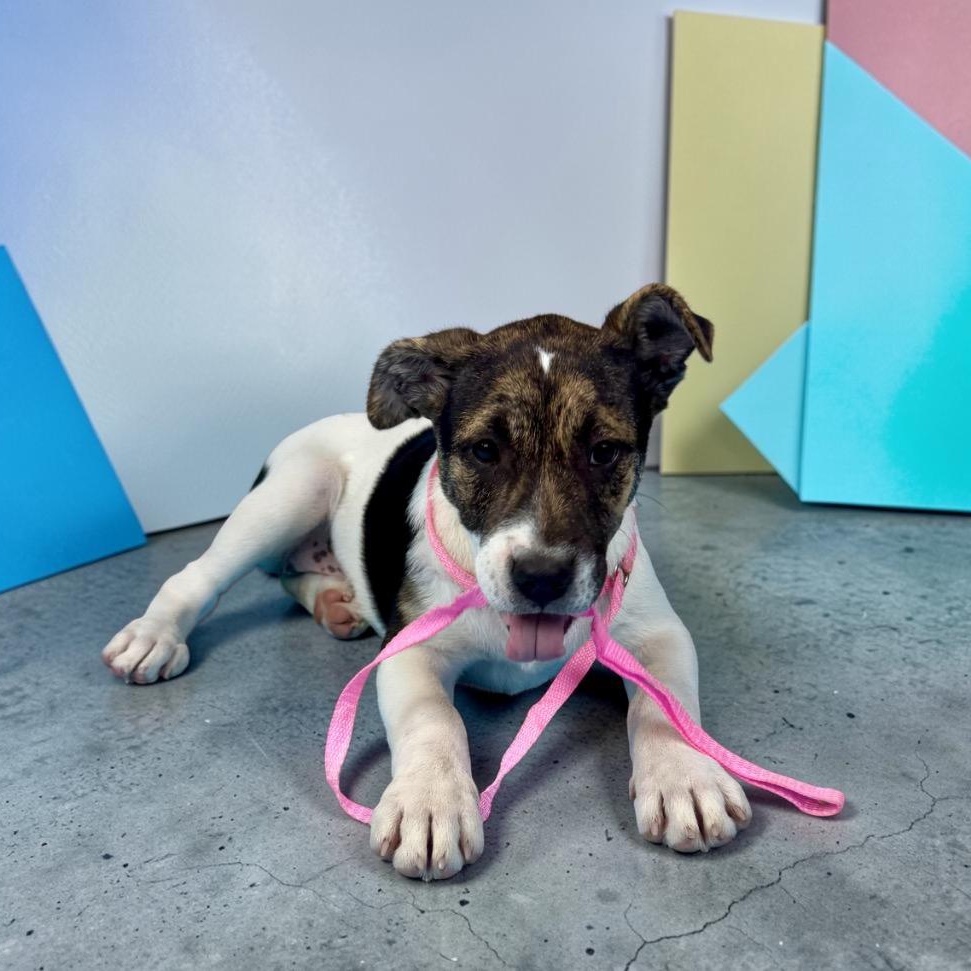 Enlarge Sonora, a ADOPTABLE Mixed Breed in Alvin, TX image 2/4