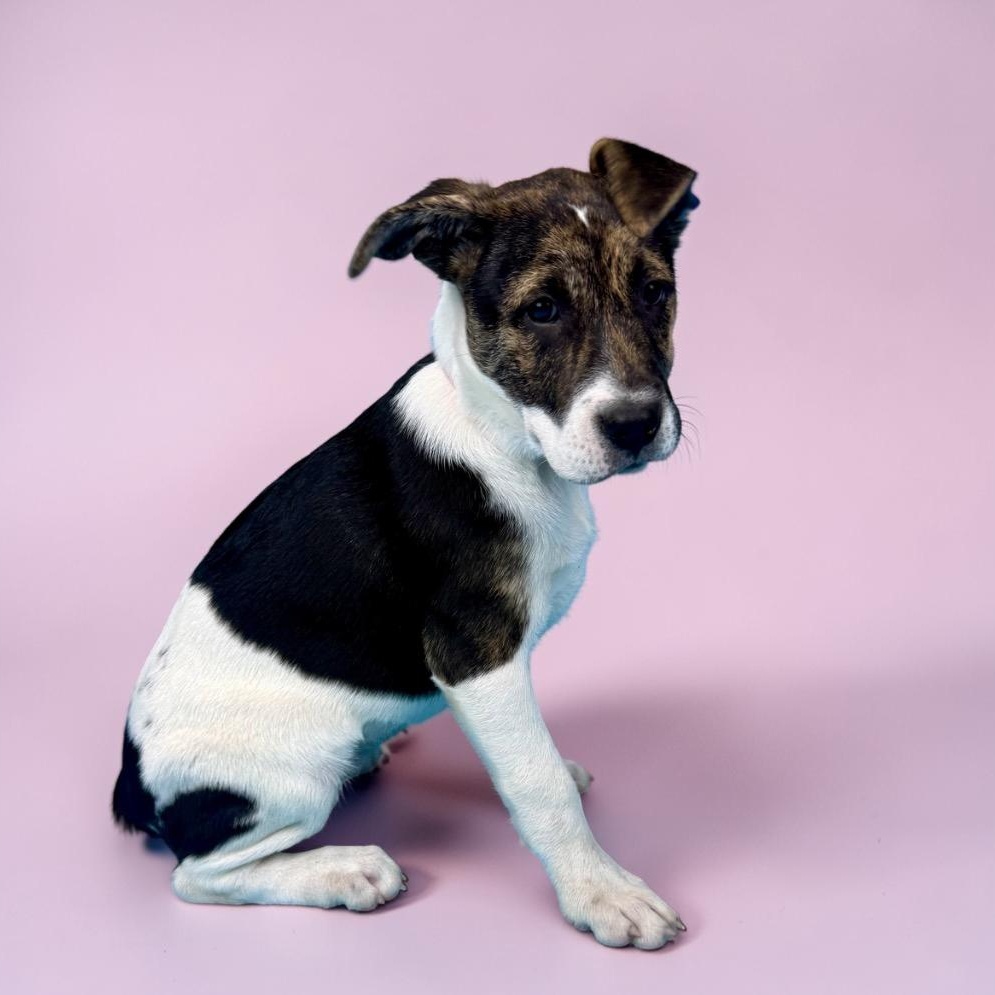 Enlarge Sonora, a ADOPTABLE Mixed Breed in Alvin, TX image 4/4