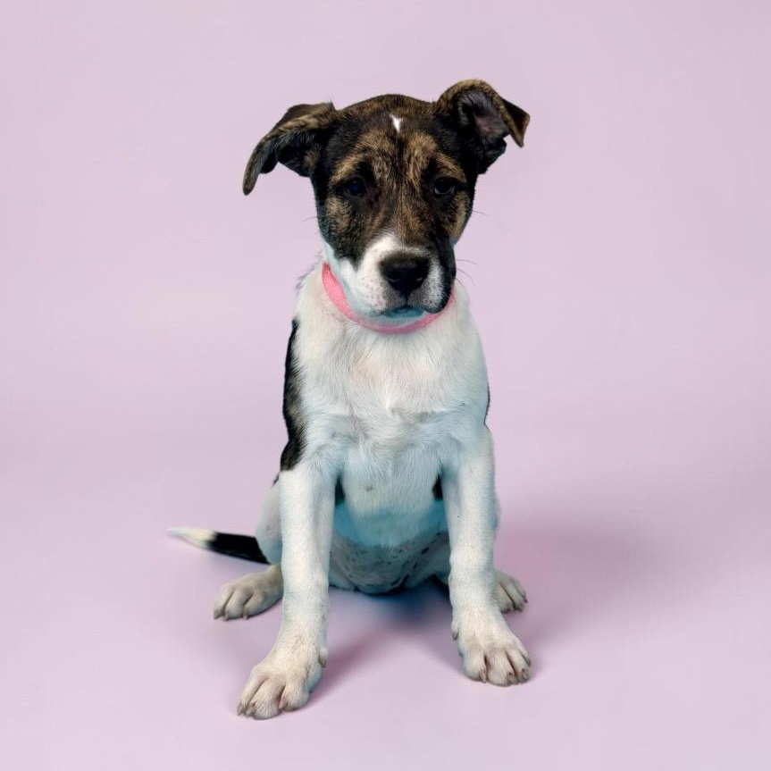 Sonora, ADOPTABLE, Puppy Female Mixed Breed.