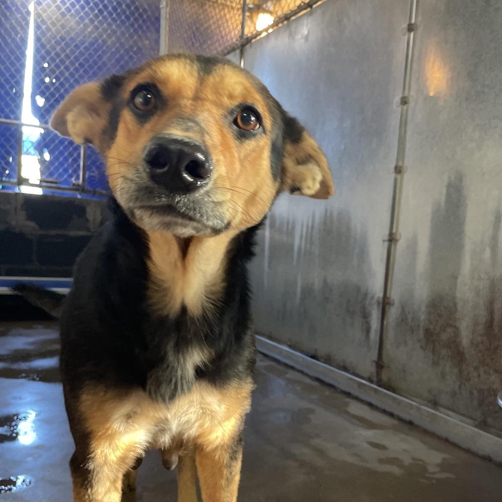 Lucky, Adoptable, Adult Female Shepherd.