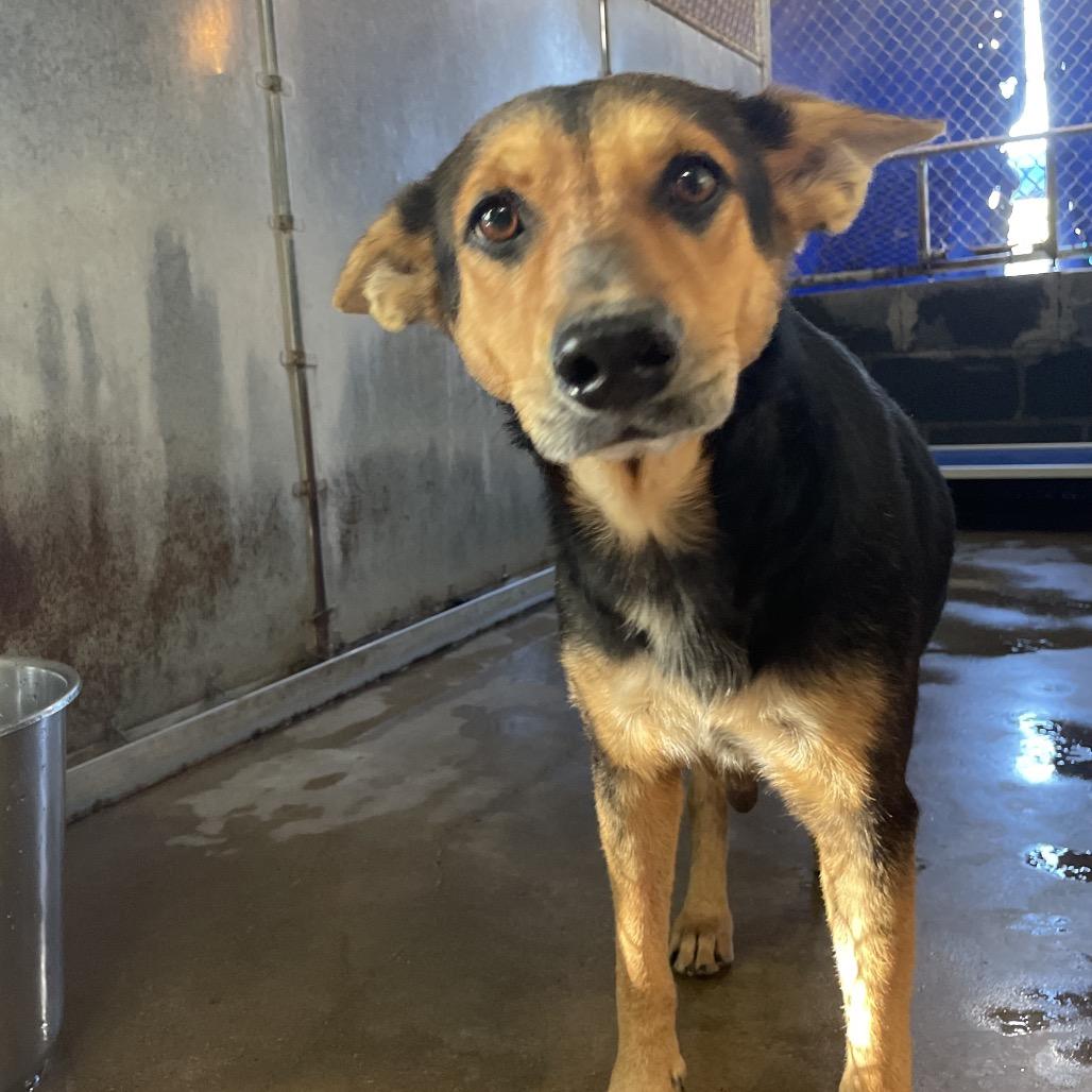 Enlarge Lucky, a Adoptable Shepherd in Edinburg, TX image 2/6