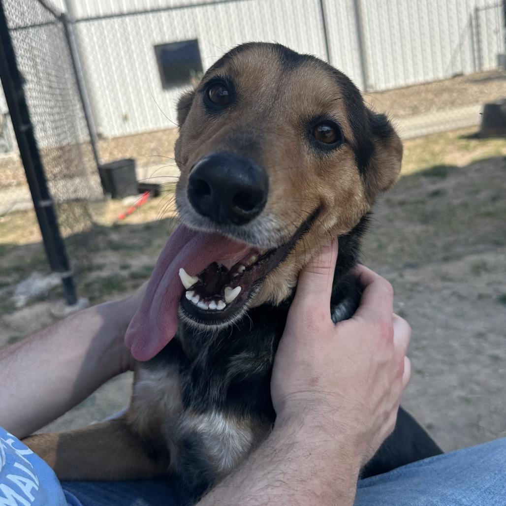 Enlarge Lucky, a Adoptable Shepherd in Edinburg, TX image 3/6
