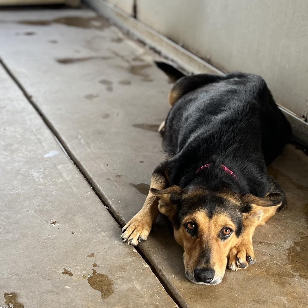 Enlarge Lucky, a Adoptable Shepherd in Edinburg, TX image 4/6