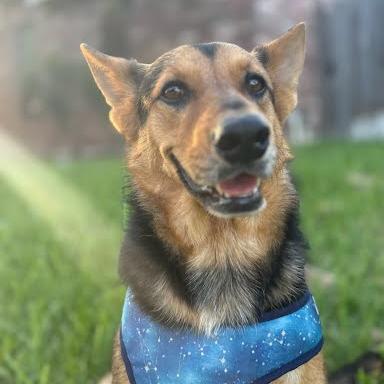 Enlarge Lucky, a Adoptable Shepherd in Edinburg, TX image 5/6