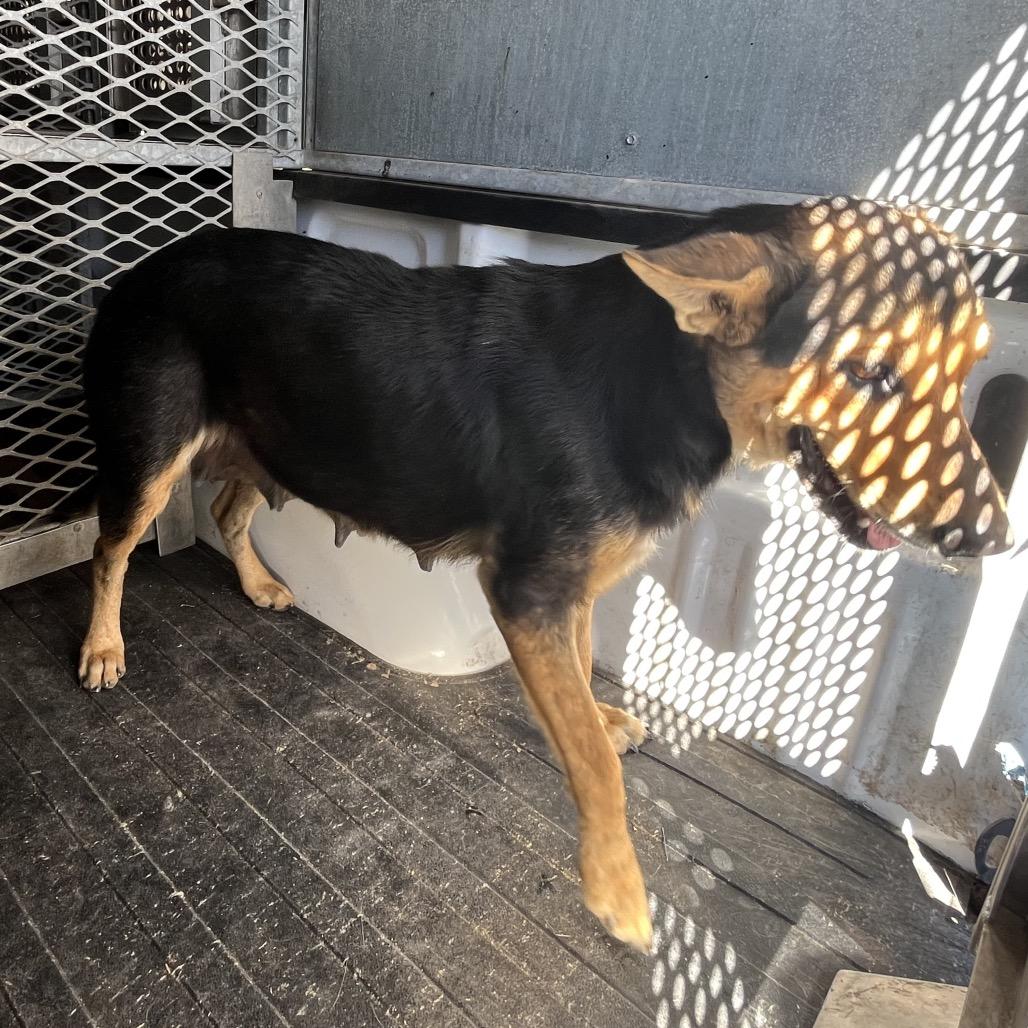 Enlarge Lucky, a Adoptable Shepherd in Edinburg, TX image 6/6