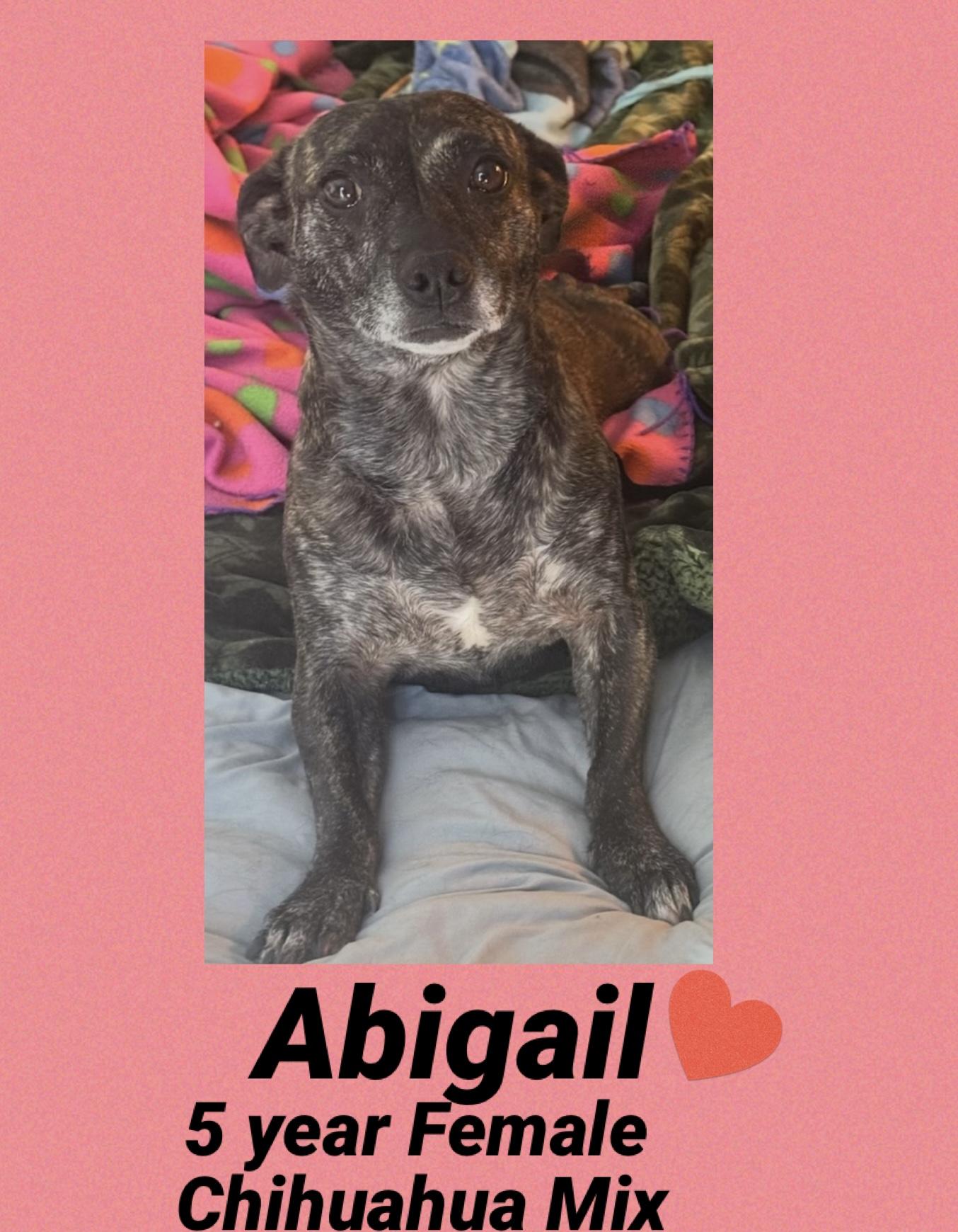 ABIGAIL – 5 YEAR CHIHUAHUA MIX FEMALE LOOKING FOR THE LITTLE OLD LADY FROM PASADENA
