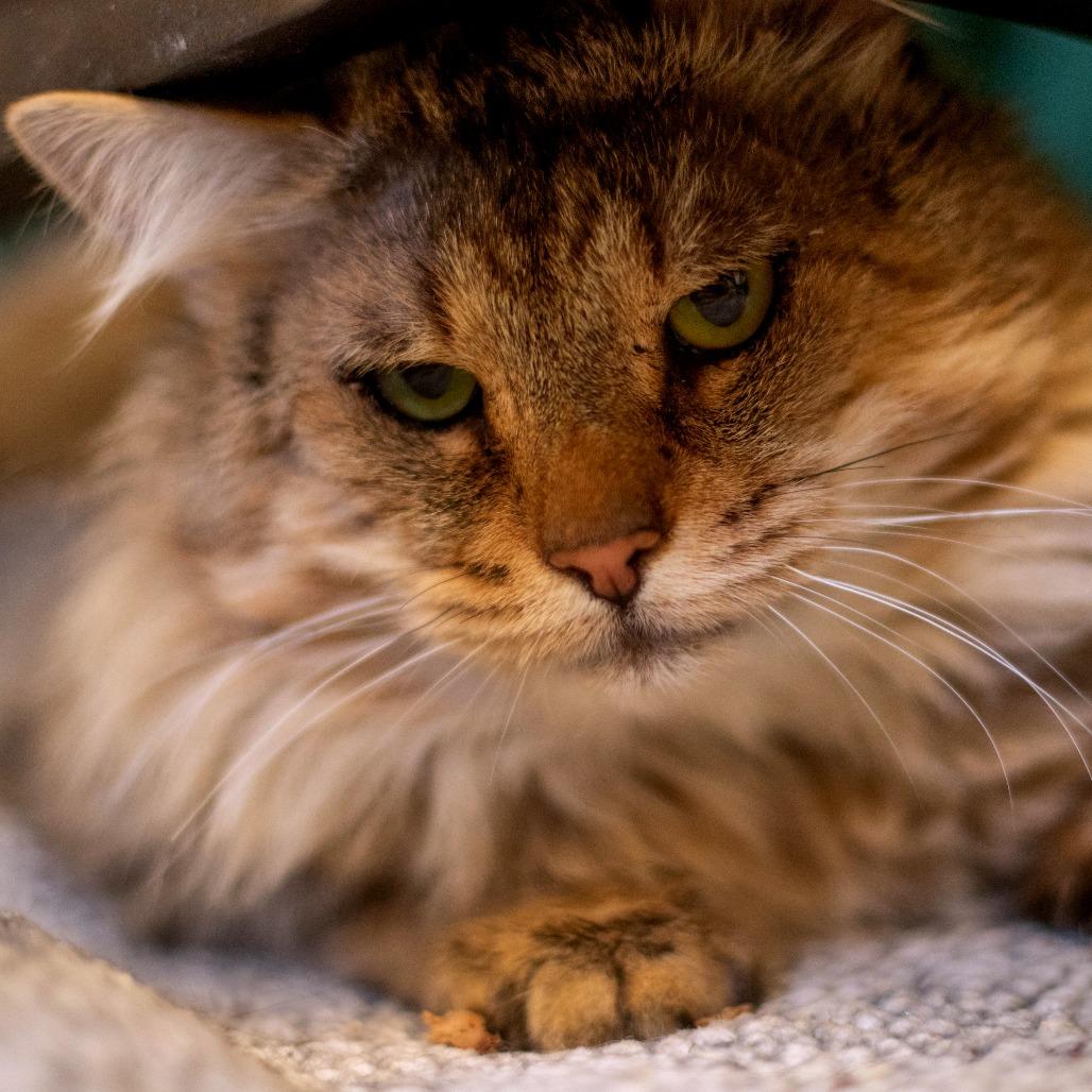 Enlarge Bonsai - Available from Foster, a Adoptable Domestic Long Hair in South Burlington, VT image 1/4