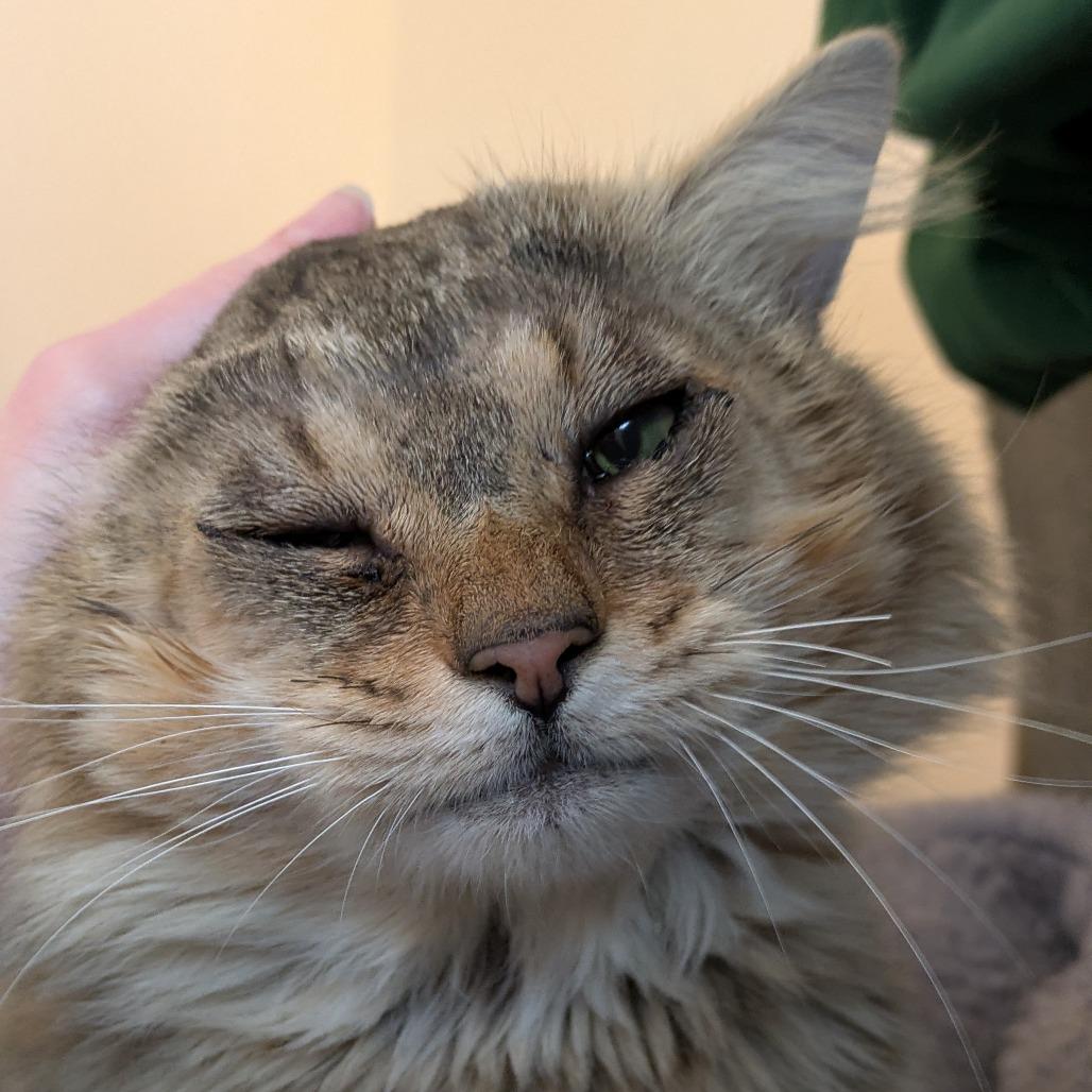 Enlarge Bonsai - Available from Foster, a Adoptable Domestic Long Hair in South Burlington, VT image 2/4