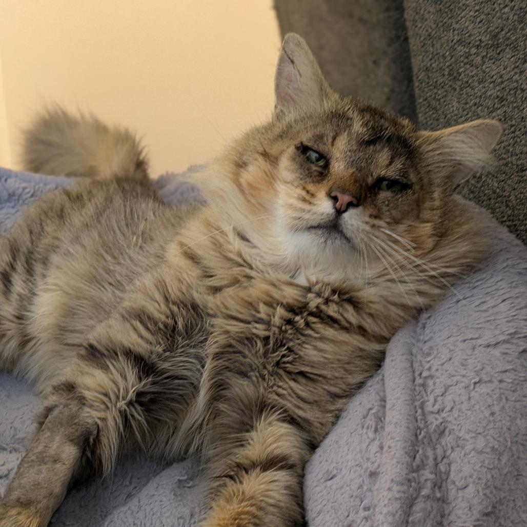 Enlarge Bonsai - Available from Foster, a Adoptable Domestic Long Hair in South Burlington, VT image 3/4