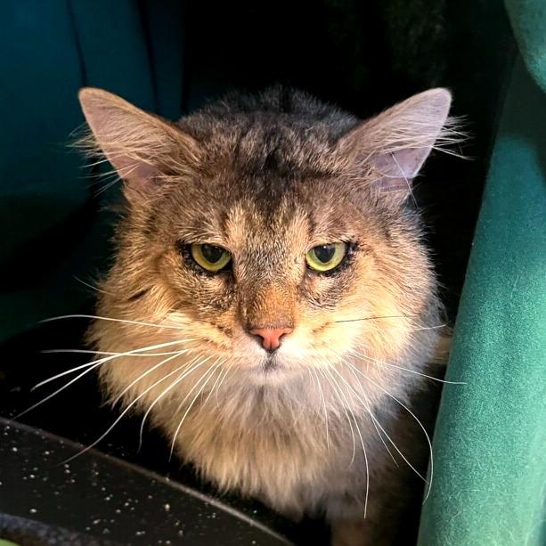 Enlarge Bonsai - Available from Foster, a Adoptable Domestic Long Hair in South Burlington, VT image 4/4