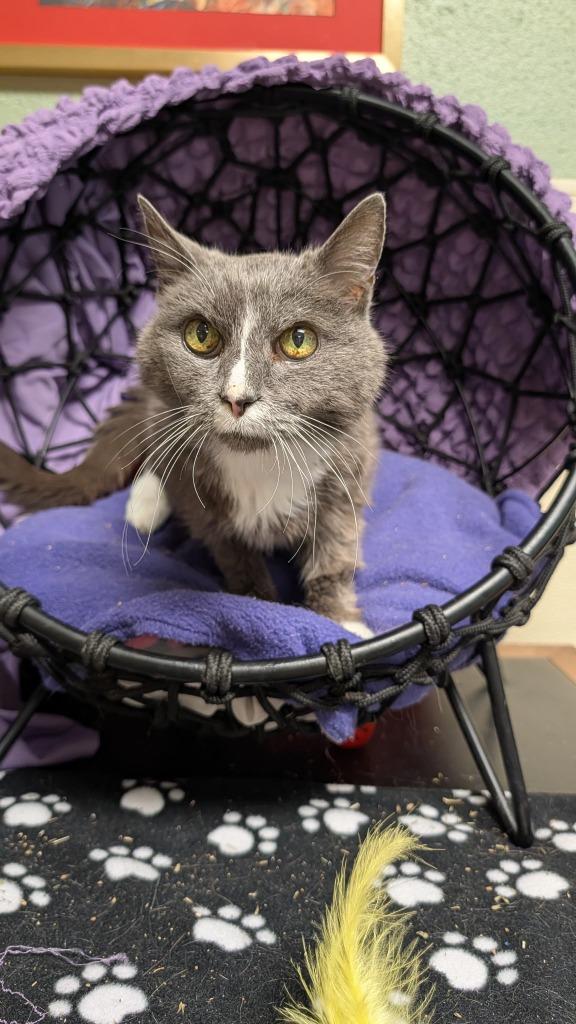 Chuck, Adoptable, Adult Male Domestic Medium Hair.