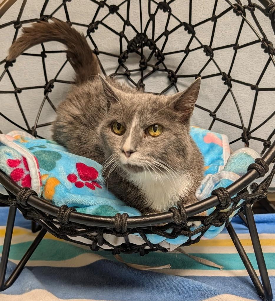 Enlarge Chuck, a Adoptable mixed breed in Ellijay, GA image 4/4