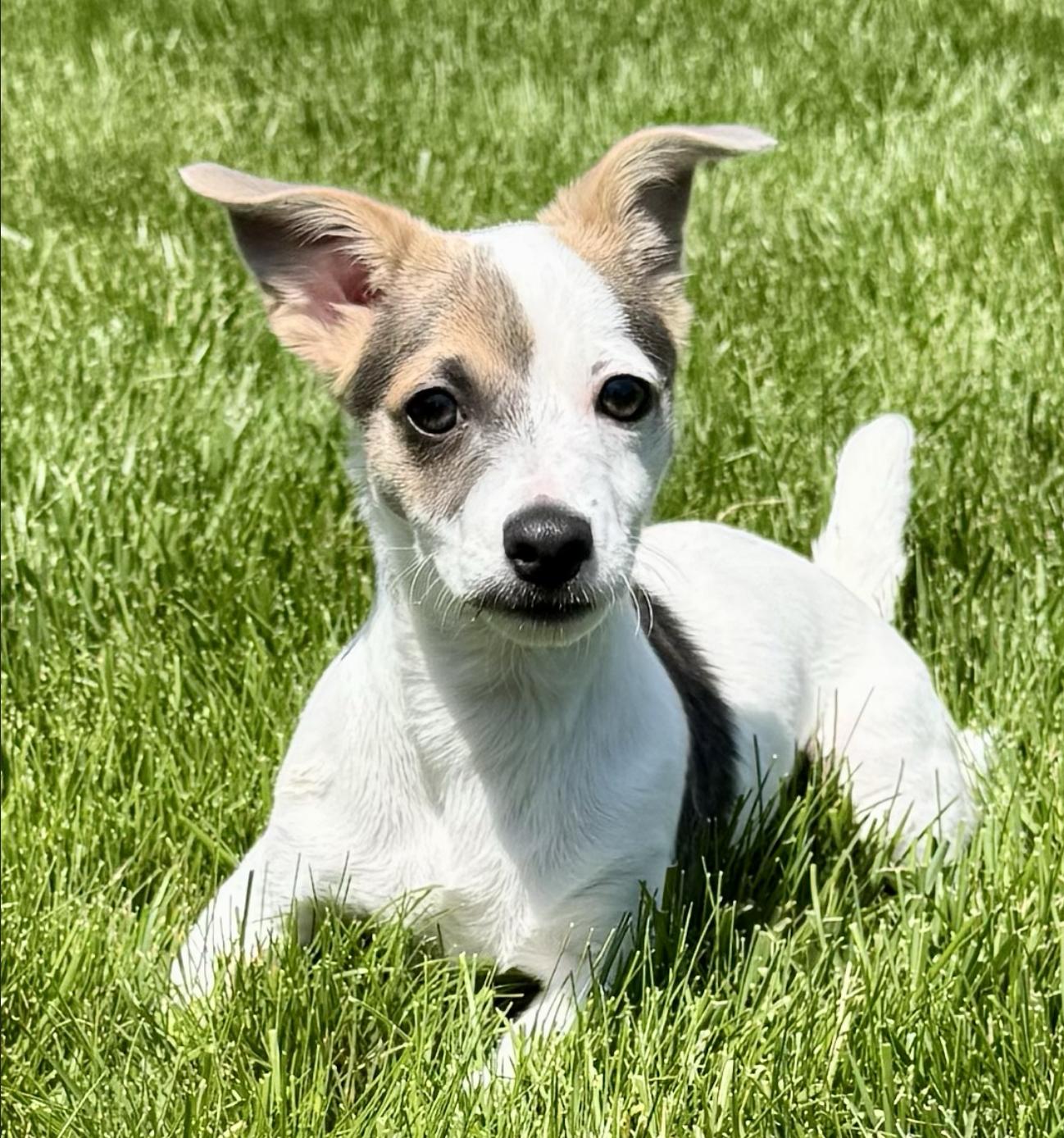 Ollie, Baby Male Jack Russell Terrier