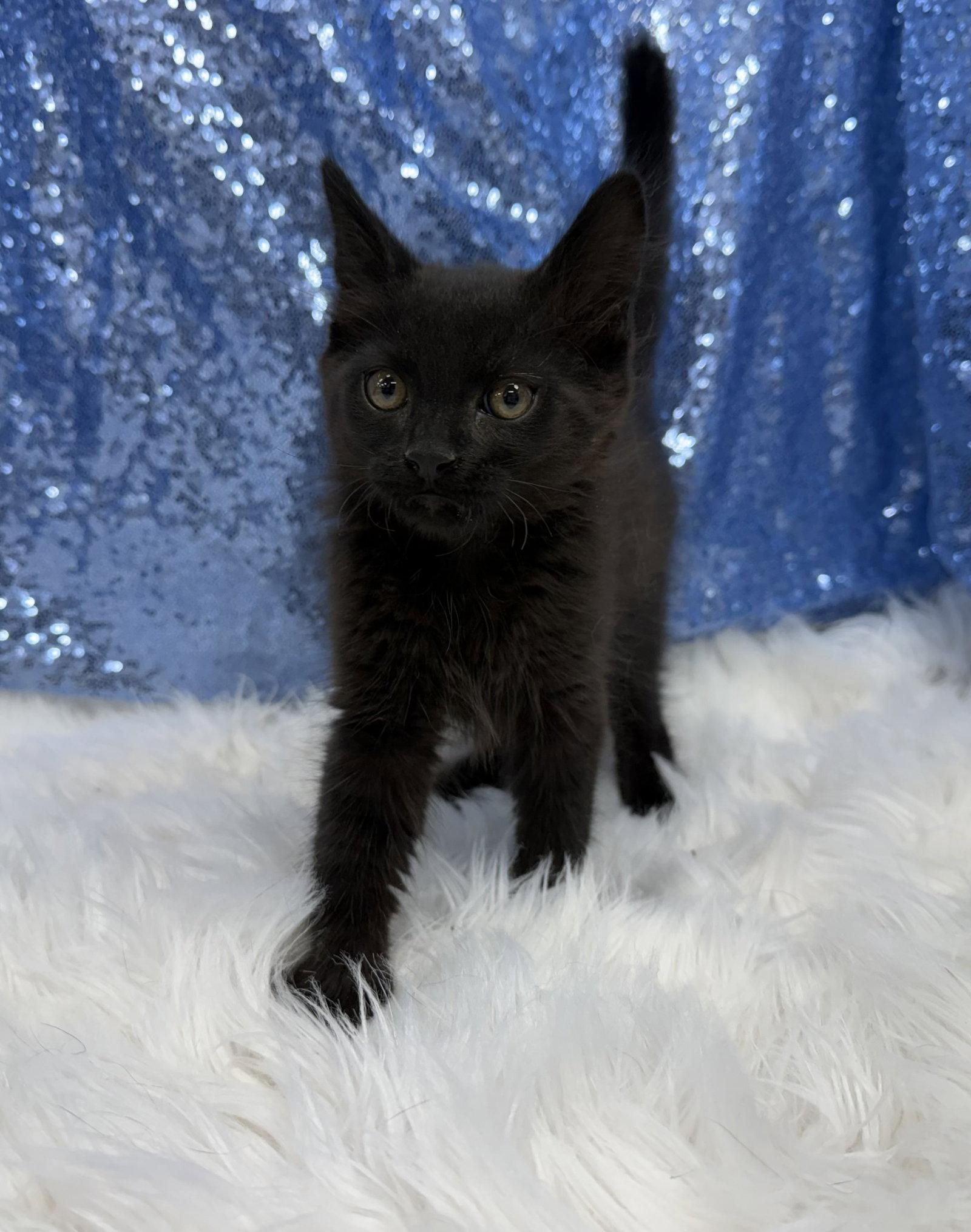 Malkin, Adoptable, Young Male Domestic Short Hair.