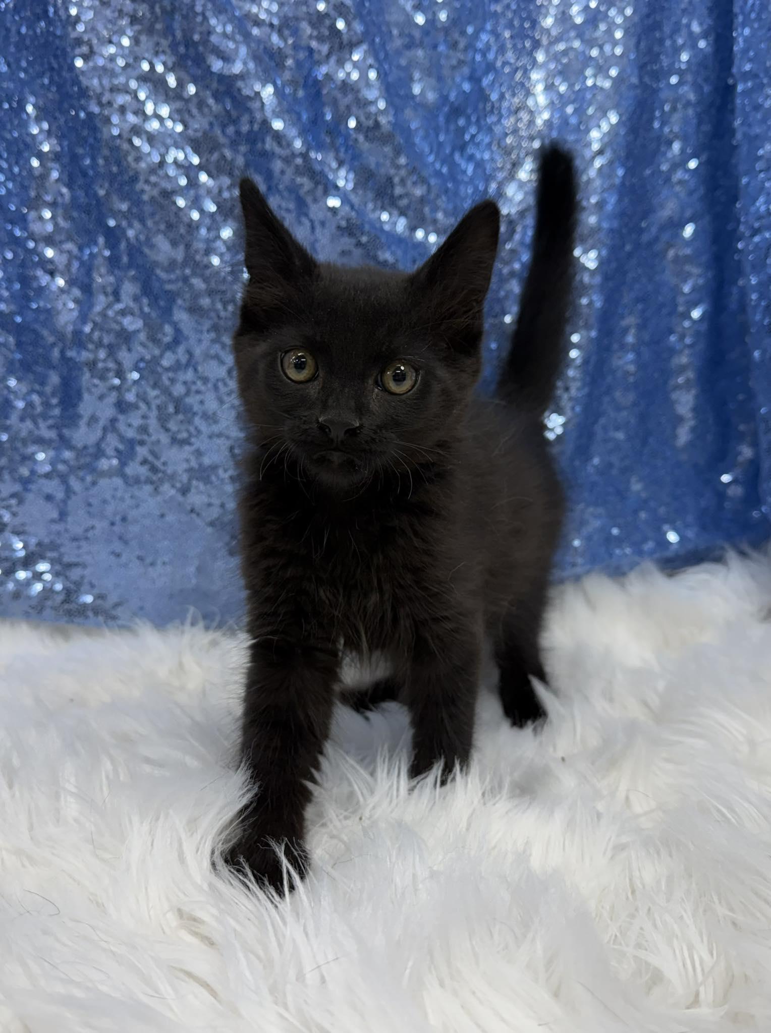 Enlarge Malkin, a Adoptable Domestic Short Hair in Clarkesville, GA image 2/3