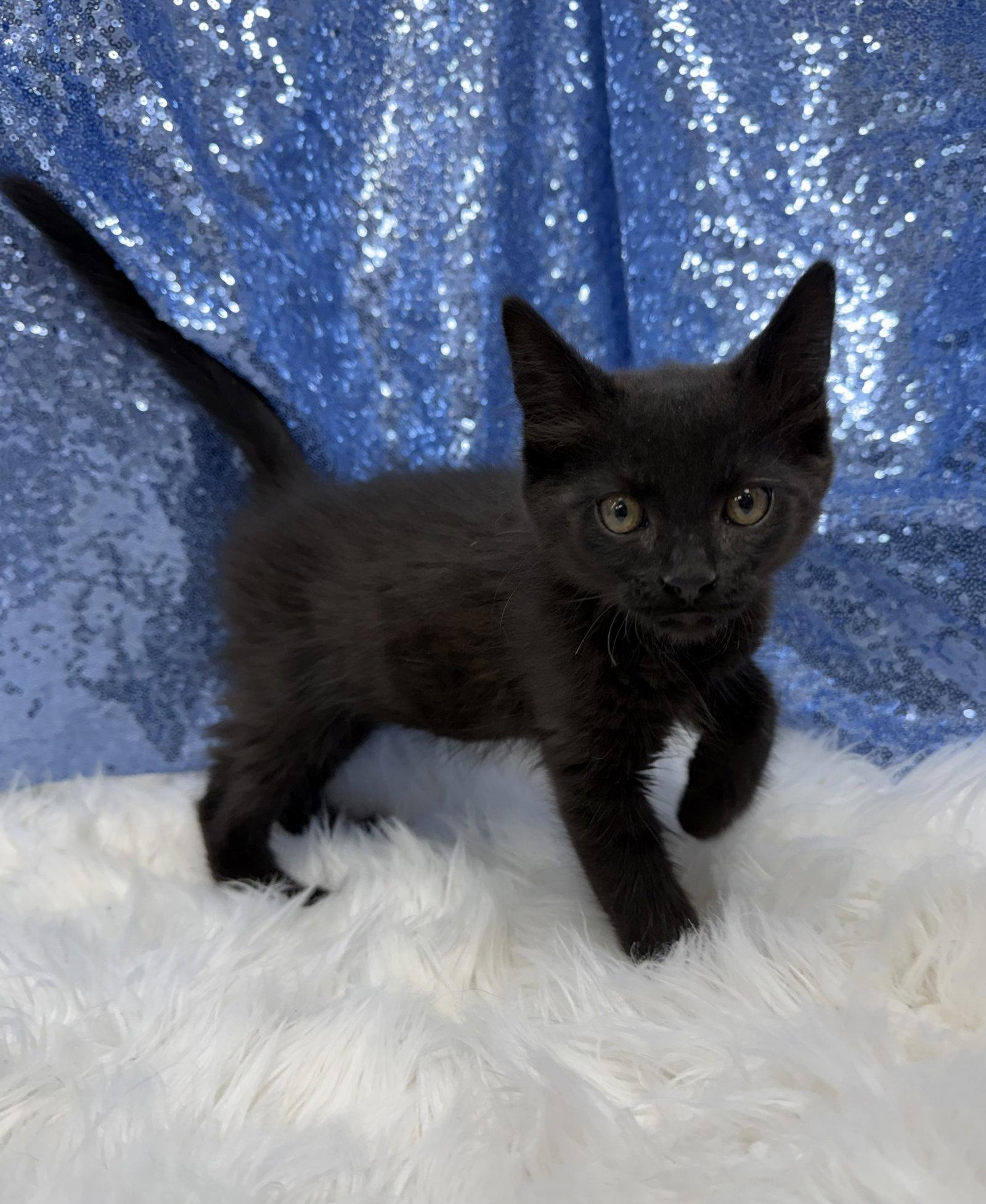 Enlarge Malkin, a Adoptable Domestic Short Hair in Clarkesville, GA image 3/3