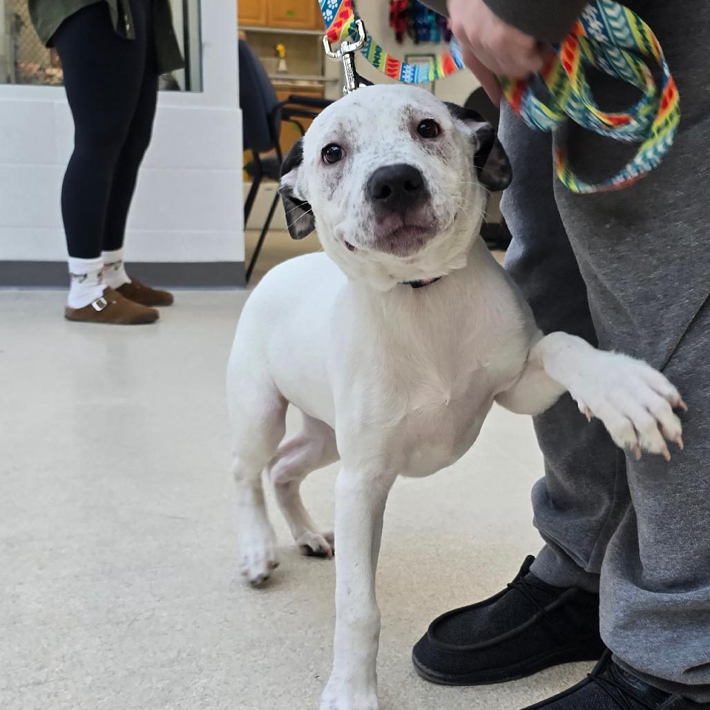 Cookie Monster, Adoptable, Puppy Female Pit Bull Terrier & Mixed Breed.