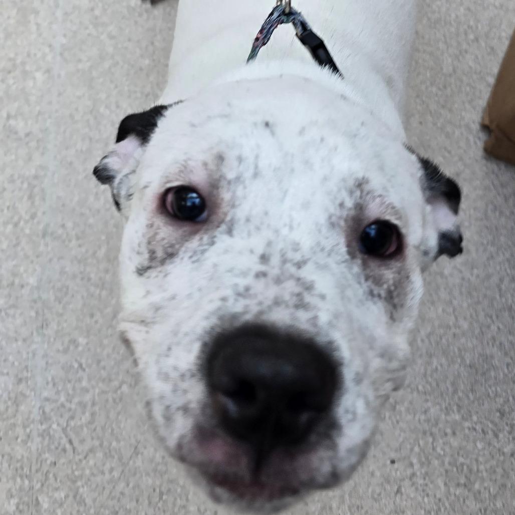 Cookie Monster, a Adoptable mixed breed in Evansville, IN image 2/6