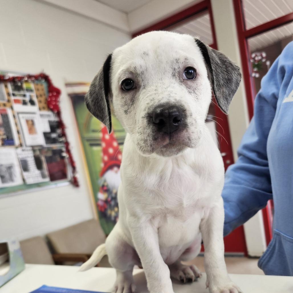 Cookie Monster, a Adoptable mixed breed in Evansville, IN image 3/6
